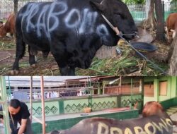 Dana APBN Untuk Kurban Di Temukan Kejanggalan 