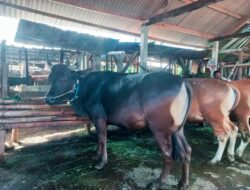 BAZNAS Lombok Tengah Salurkan 20 Hewan Kurban, Gabungan Donasi Masyarakat dan Bantuan Pusat   